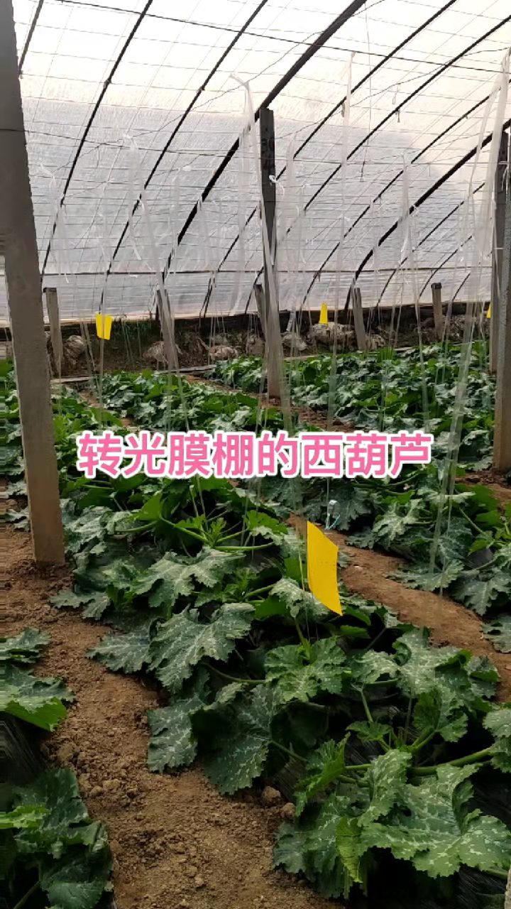 奥业白色转光膜